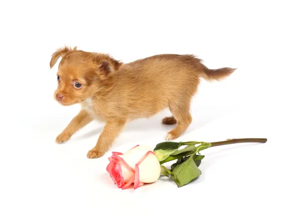 Chihuahua catelus în studio — Fotografie, imagine de stoc