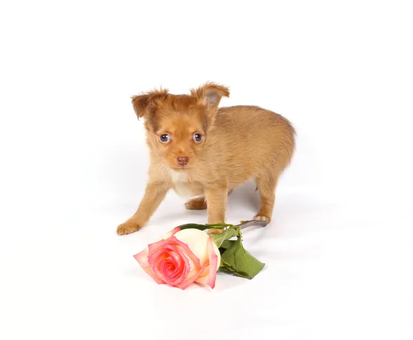 Chihuahua szczeniaka w studio — Zdjęcie stockowe