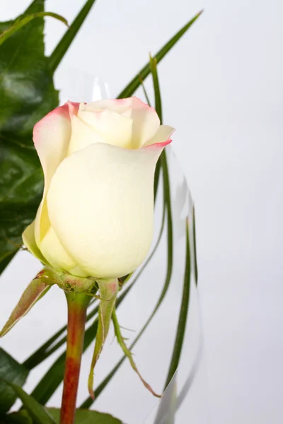 Róże z bliska strzał — Zdjęcie stockowe