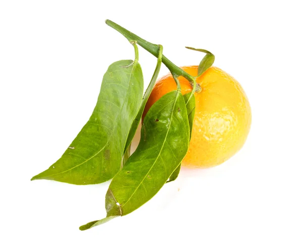 Mandarin dengan daun hijau terisolasi — Stok Foto