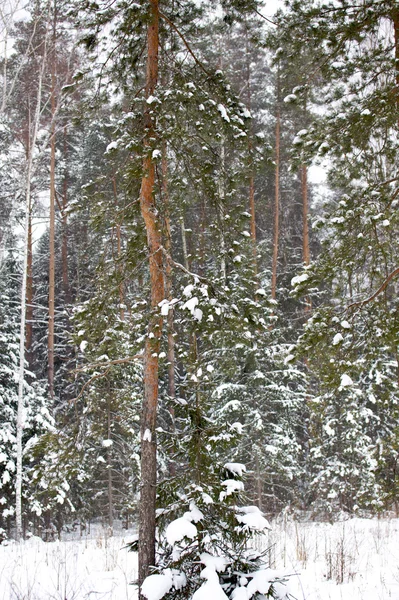 Piękny zimowy śnieżny krajobraz — Zdjęcie stockowe