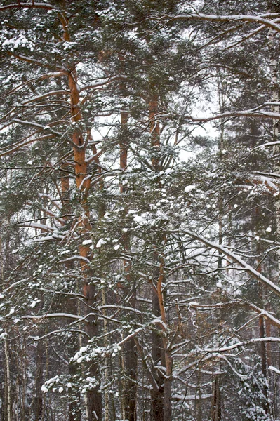Hermoso paisaje nevado de invierno —  Fotos de Stock