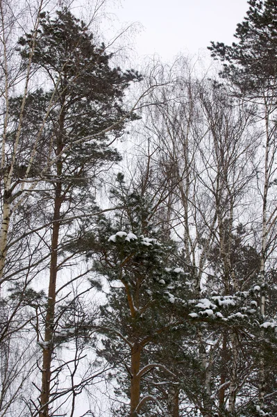Prachtig winter besneeuwd landschap — Stockfoto