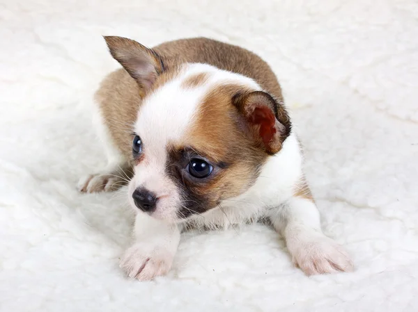 Chihuahua puppy in studio — Stockfoto