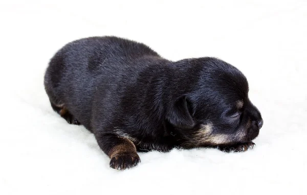 Чихуахуа щенок в студии — стоковое фото