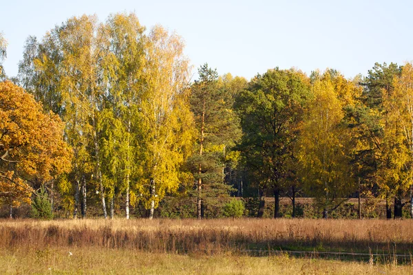 Vackra landskap. fältet och skogsbrynet — Stockfoto