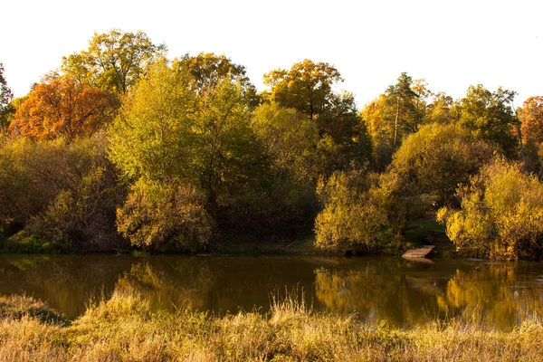 Bela paisagem. Campo e borda da floresta — Fotografia de Stock