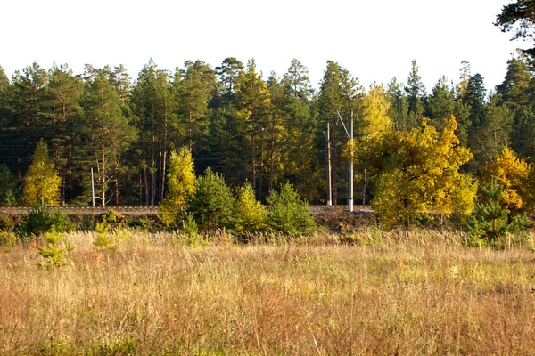 Bela paisagem. Campo e borda da floresta — Fotografia de Stock