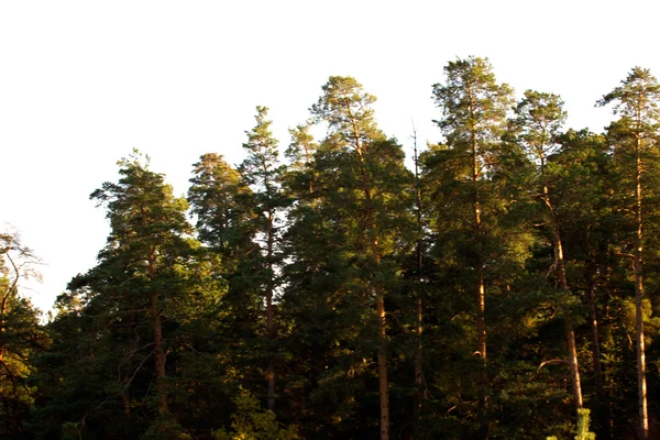 아름 다운 풍경입니다. 필드와 숲의 가장자리 — 스톡 사진
