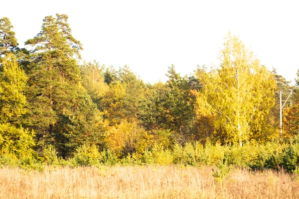 Schöne Landschaft. Feld und Waldrand — Stockfoto