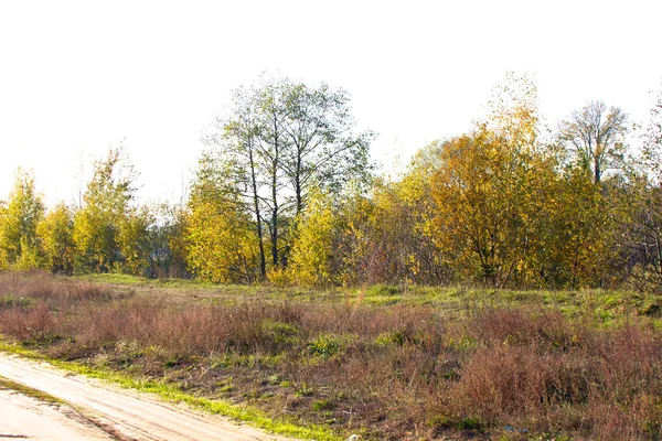 stock image Autumn forest