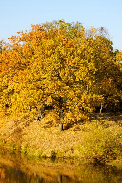 Πολύχρωμο φρούριο φθινόπωρο δέντρα στο μέτωπο του ποταμού — Φωτογραφία Αρχείου