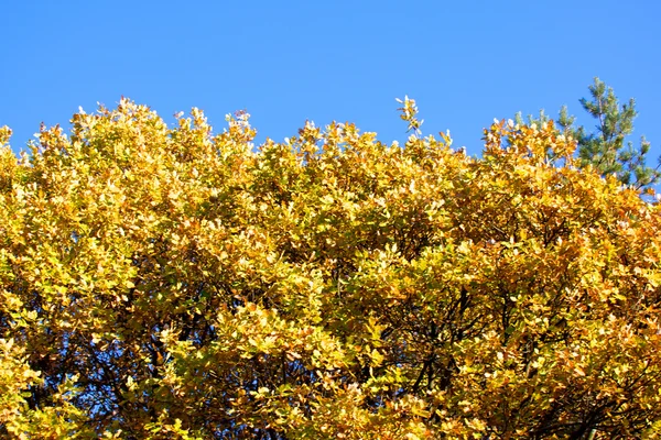 Podzimní les — Stock fotografie