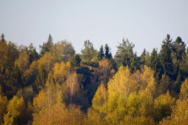 Höst skog — Stockfoto