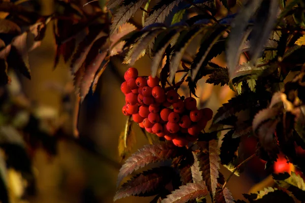 Квітуче дерево з ягодами Рована восени — стокове фото