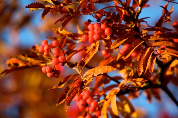 Un árbol floreciendo con bayas de Rowan en el otoño —  Fotos de Stock