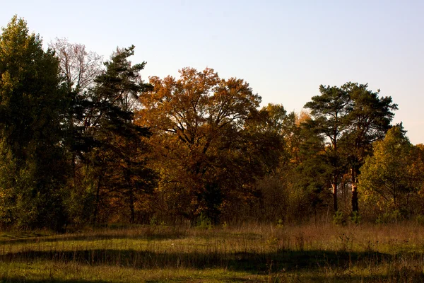 Krásná krajina. pole a okraje lesa — Stock fotografie