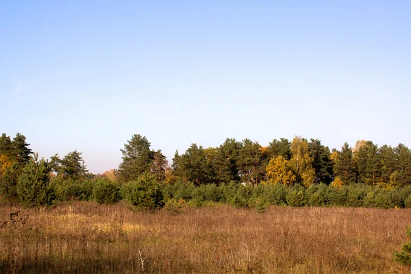 美しい風景です。フィールドと森の端 — ストック写真