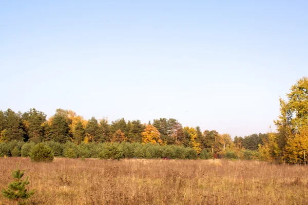 Gyönyörű táj. mező és erdő szélén — Stock Fotó
