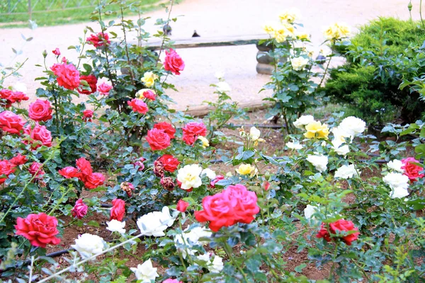 Stock image Beautiful rose in a garden