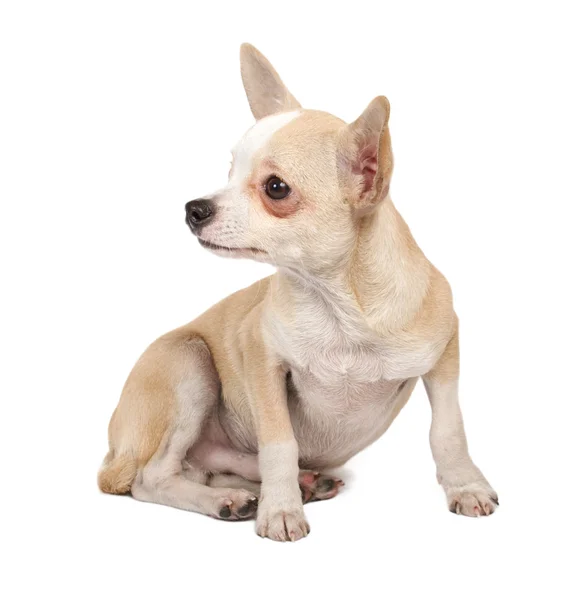 Retrato de un lindo cachorro de raza pura chihuahua delante de ba blanca Fotos De Stock