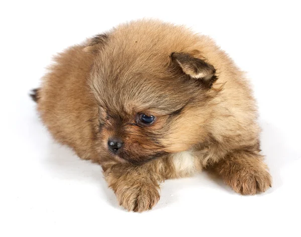 The puppy of the spitz dog in studio Stock Photo