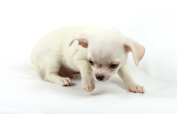 Cute small chihuahua puppy sitting on white looking at camera is Stock Picture