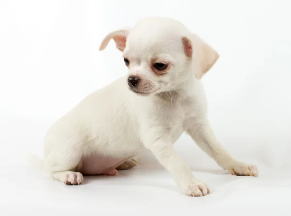 Cute small chihuahua puppy sitting on white looking at camera is Stock Photo
