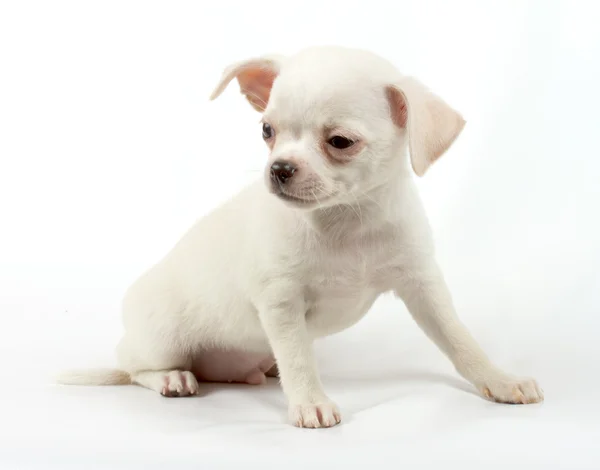 Cute small chihuahua puppy sitting on white looking at camera is Stock Image
