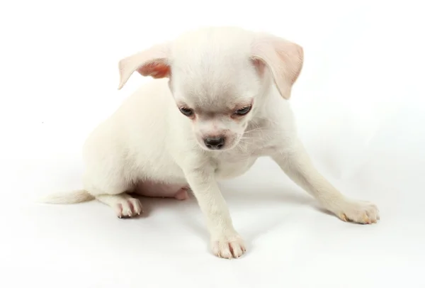Cute small chihuahua puppy sitting on white looking at camera is Royalty Free Stock Images