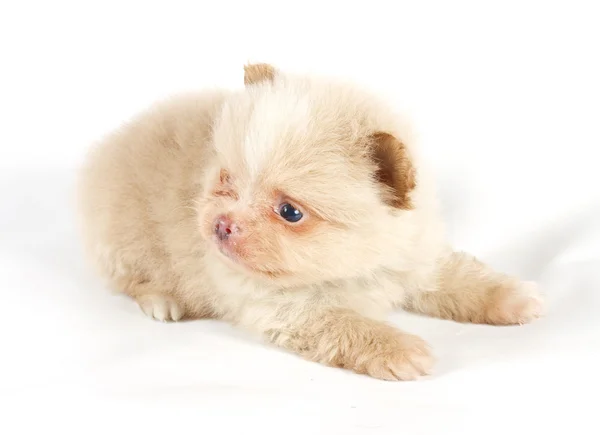 The puppy of the spitz dog in studio Royalty Free Stock Images