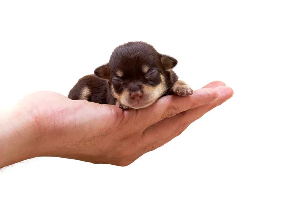 Chihuahua puppy on white Royalty Free Stock Images