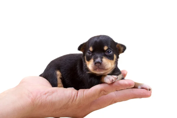 Chihuahua puppy on white Royalty Free Stock Images