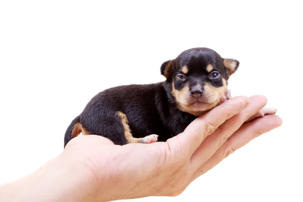 Chihuahua puppy on white Stock Picture