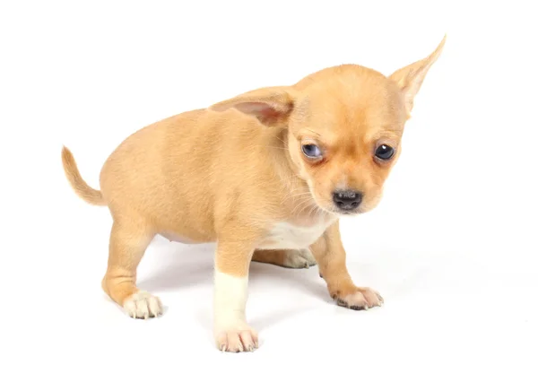 Chihuahua valp i studio Royaltyfria Stockbilder