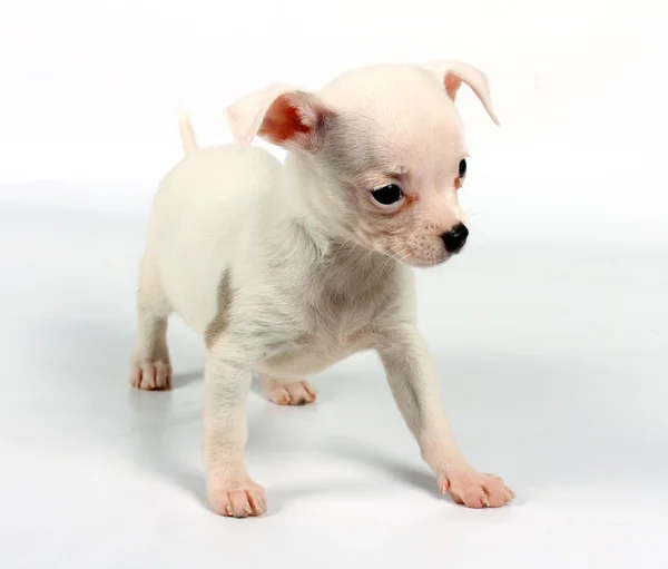 Funny puppy Chihuahua poses Stock Image
