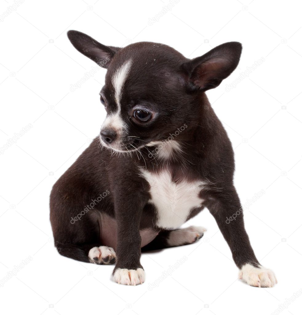 Cute small chihuahua puppy sitting on white looking at camera is