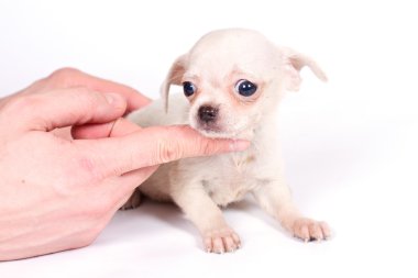 beyaz zemin üzerine chihuhua köpek yavrusu