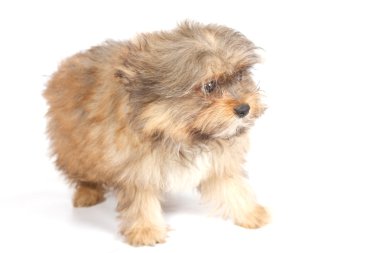 beyaz zemin üzerine chihuhua köpek yavrusu