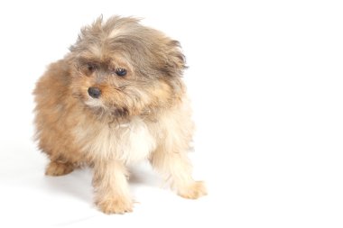 beyaz zemin üzerine chihuhua köpek yavrusu