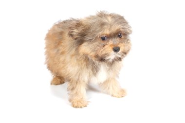 beyaz zemin üzerine chihuhua köpek yavrusu