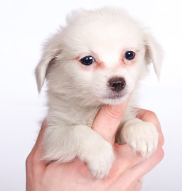 beyaz zemin üzerine chihuhua köpek yavrusu