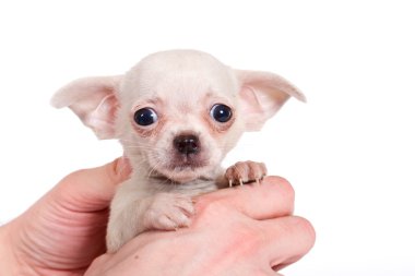 beyaz zemin üzerine chihuhua köpek yavrusu