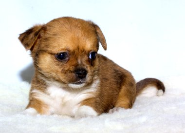 Chihuahua yavrusu