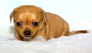 Chihuahua yavrusu