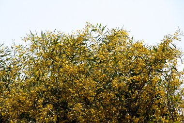 Mimosa boom met gele bloemen