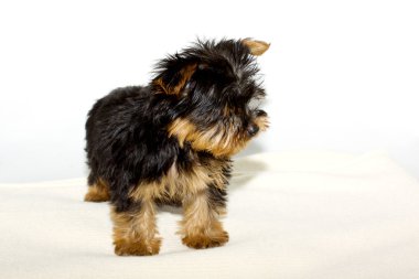 Yorkshire terrier yavrusu