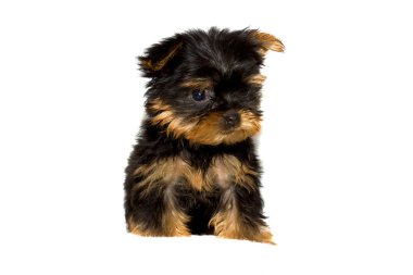 Yorkshire terrier yavrusu