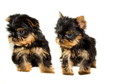 Yorkshire terrier yavrusu