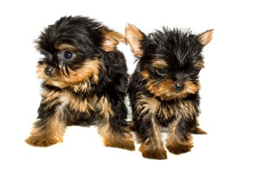 Yorkshire terrier yavrusu